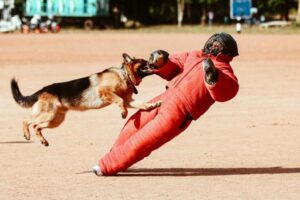 Does Homeowners Insurance Cover Dog Bites? Liability Rules Explained