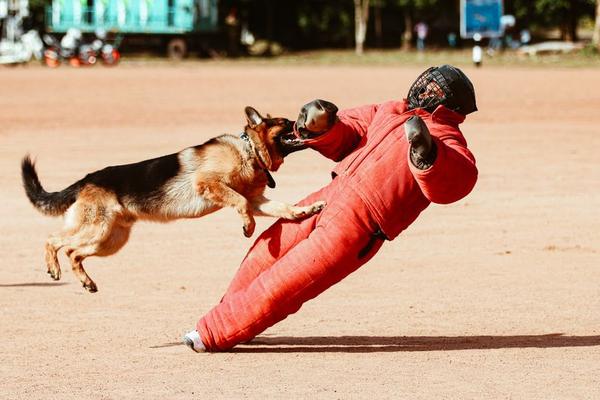 dog bite liability homeowners insurance