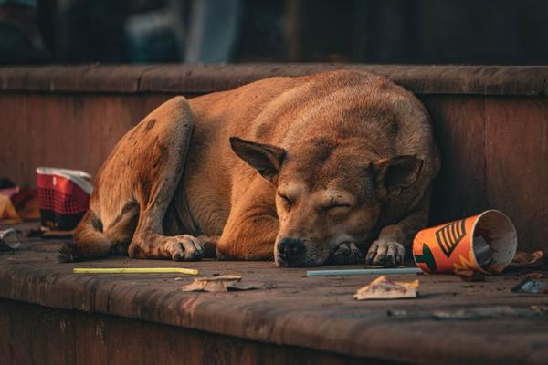 pet insurance chronic conditions