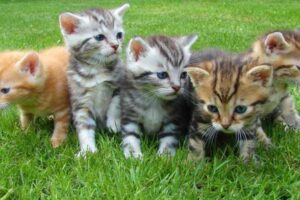 Pet Insurance for Kittens: When to Enroll and What to Cover